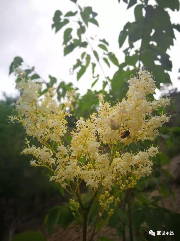 大花园植物逃生