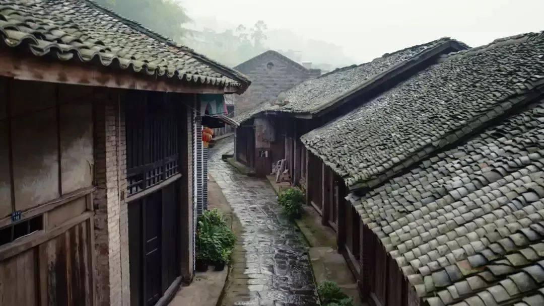 郑钦文与萨巴伦卡，本届澳网晋级之路回放